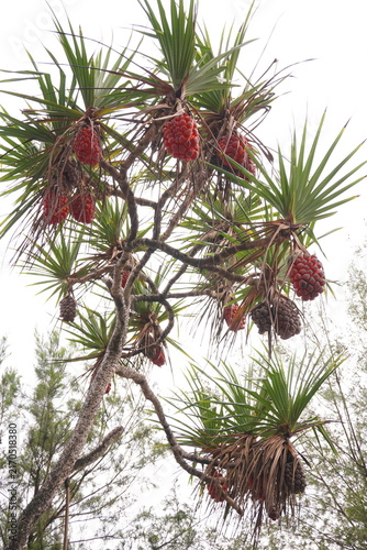Картината върху платно There are several red beach pandan fruits on the tree, indicating that they are ripe