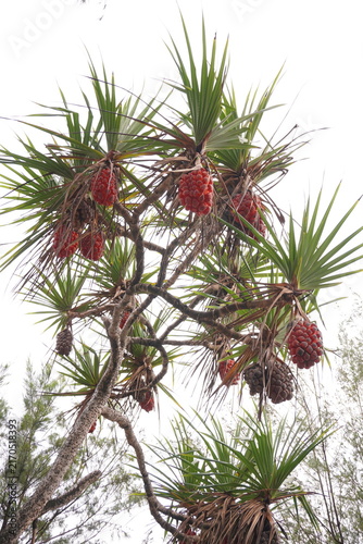 фотографія There are several red beach pandan fruits on the tree, indicating that they are ripe