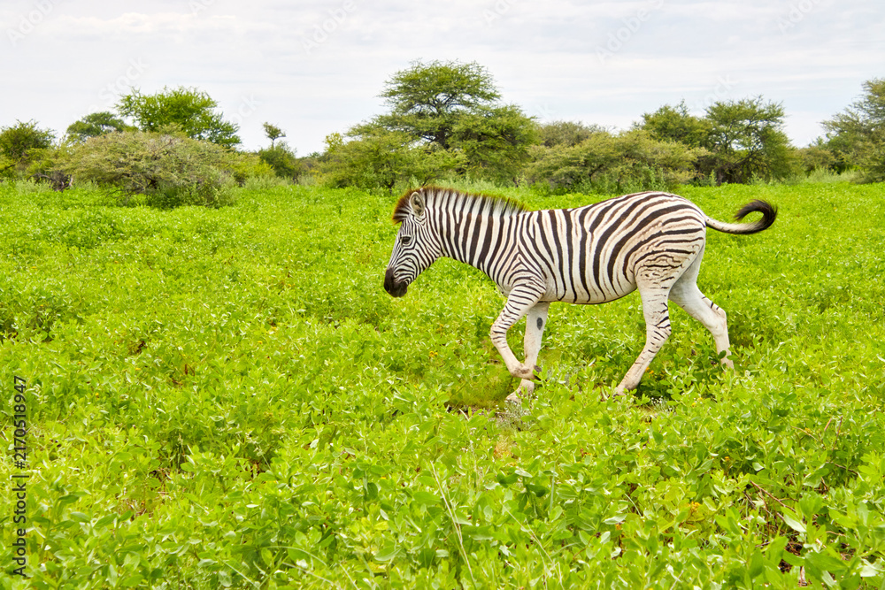 Naklejka premium Ein einzelnes Zebra läuft durch dichtes grünes Gras und niedrige Vegetation in einer offenen Landschaft.