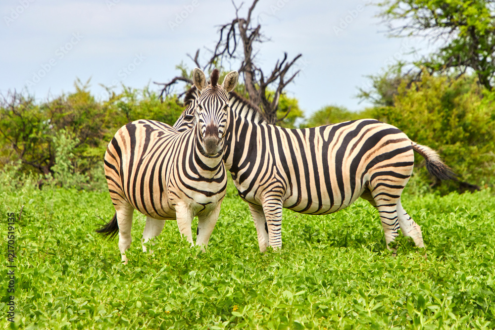 Naklejka premium Zwei Zebras stehen in grüner Vegetation; eines blickt frontal in Richtung Kamera, während das zweite seitlich dahinter steht.