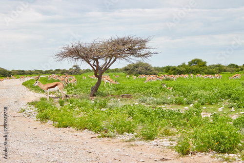 Mehrere Springböcke grasen in einer grünen Landschaft des Etosha-Nationalparks; ein Kameldornbaum und eine Schotterpiste strukturieren die Weitwinkelaufnahme.