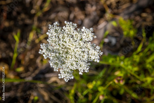 Cuadro en lienzo White Umbel Cluster of Daucus Carota Wild Carrot in Natural Outdoor Setting