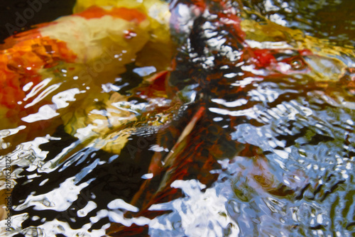 Fotografie orangefarbener Koi mit weißem Kopf, Koi im bewegten Wasser, Koi, Zierkarpfen, or
