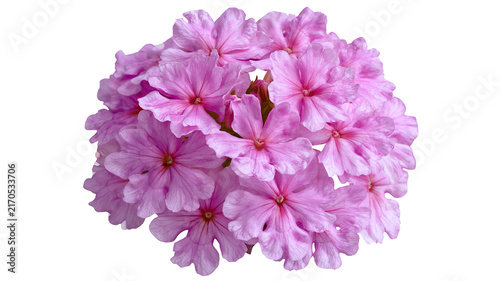 Fresh verbena flower with highly realistic detailed petals and vibrant natural color, centered isolated PNG on transparent background with clean edges and sharp focus