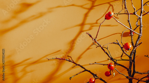 Autumn abstract background with rose hip branches on orange background with aesthetic shadows and copy space