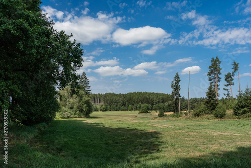 Fresh Green Meadow with Spruce Forest and Blue Sky