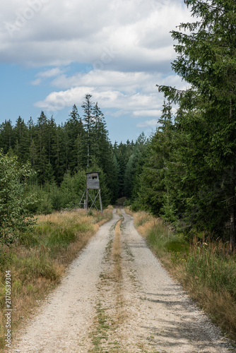 Path Between Forests Leading to Hunting Stand