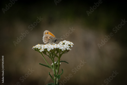 Meadow Brown Butterfly Resting on Flower with Dark Blurred Background