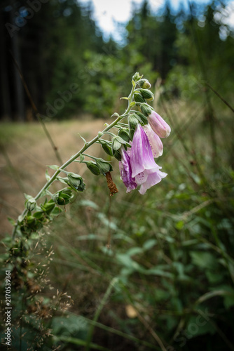 Foxglove Flower Detail in Forest with Blurred Background