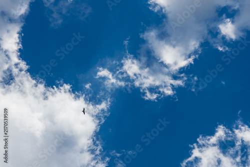 Silhouette of Flying Common Buzzard Against Blue Sky