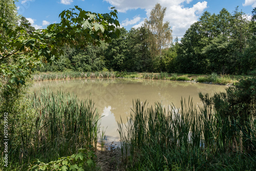 Fresh Pond in Summer Landscape