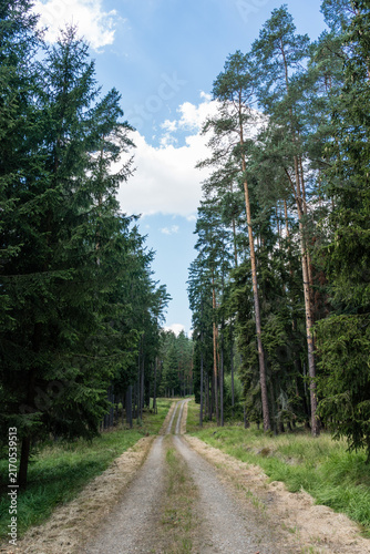 Long Straight Road Through Spruce and Pine Tree Forests 