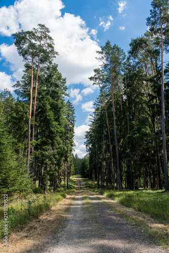 Long Straight Road Through Spruce and Pine Tree Forests 