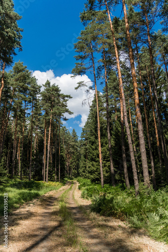 Long Straight Road Through Spruce and Pine Tree Forests 
