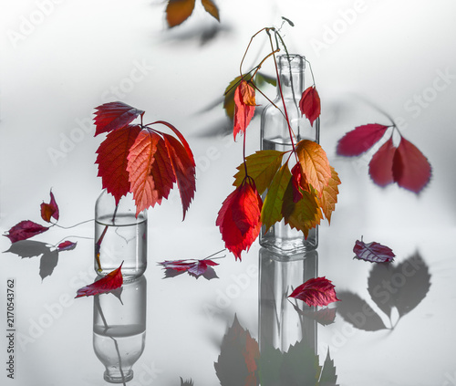 Still life with wild grape branches with beautiful autumn leaves on a light background with reflection.