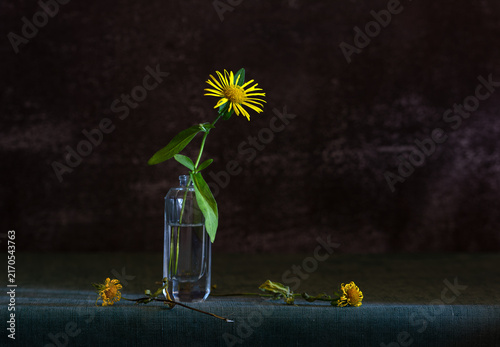 Still life with a small yellow meadow flower. Minimalism.