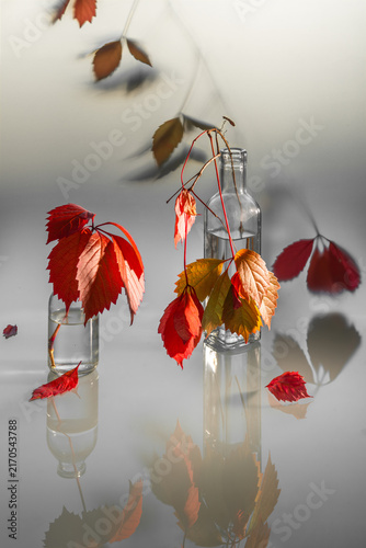 Still life with wild grape branches with beautiful autumn leaves on a light background with reflection.