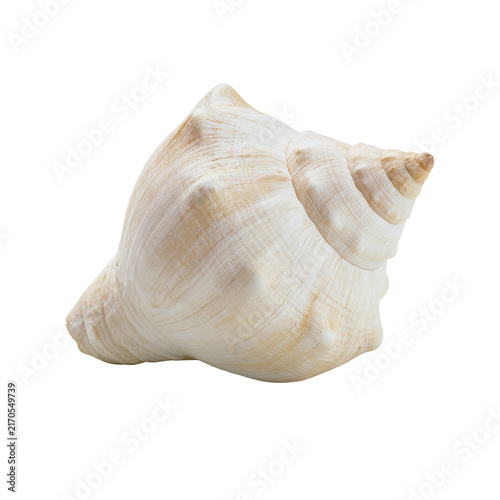 Fotografía Whelk seashell isolated on white background
