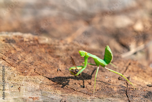 A predatory insect praying mantis, with its prey