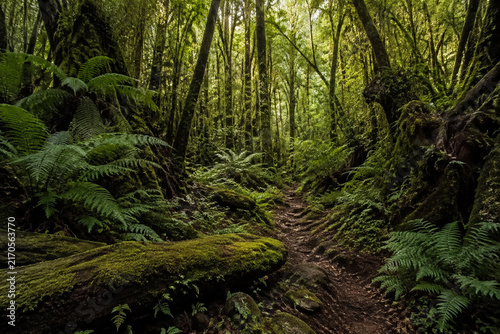 Uncivilized primeval forest floor with ferns and mossy logs