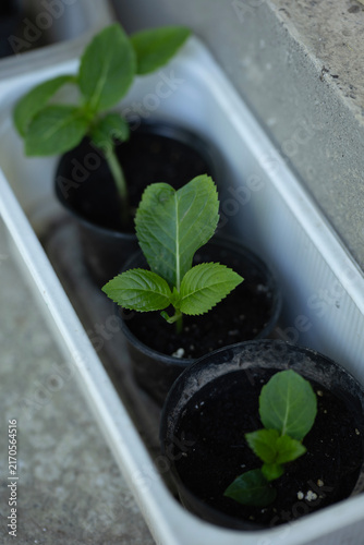 Hydrangea Seedlings in Separate Pots – Close-Up Macro Photography of Young Plants and Fresh Green Growth