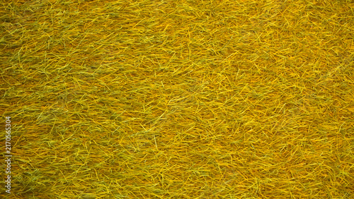 Dense golden hay strands in close texture.