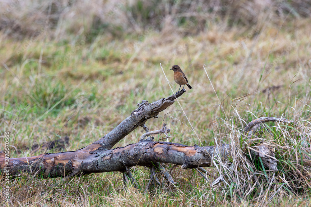 Naklejka premium Stonechat on a fallen log