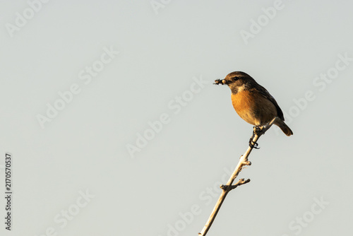 Canvas Print Male stonechat carrying prey