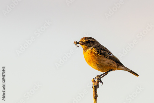 Canvas Print Adult male stonechat with insect prey