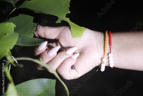 фотографія June Beetle (Scarab Beetle) in Thailand