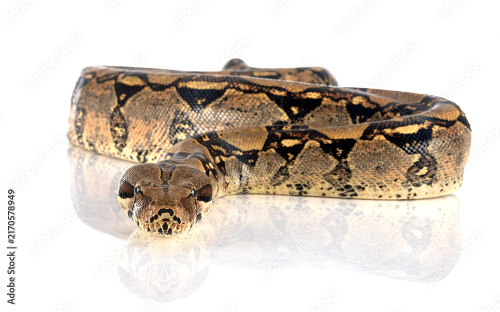 Fototapeta premium Boa imperator in studio