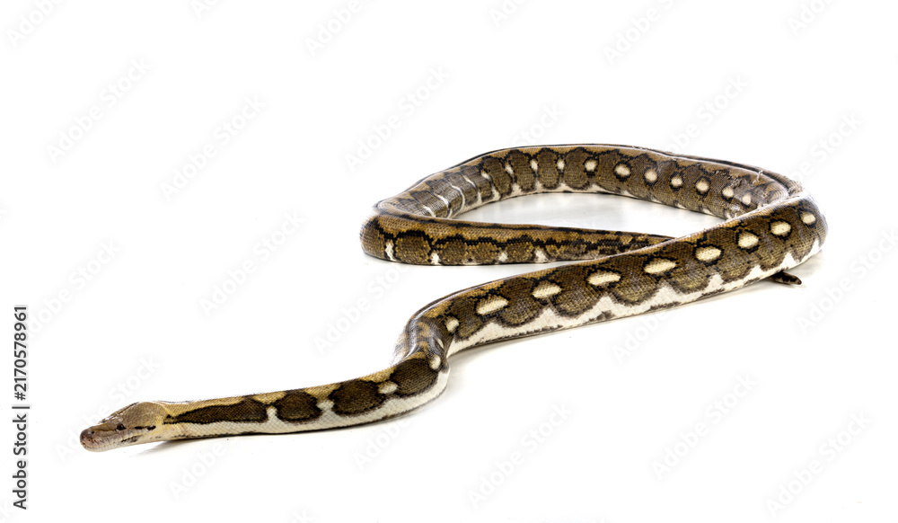 Fototapeta premium Reticulated python in studio