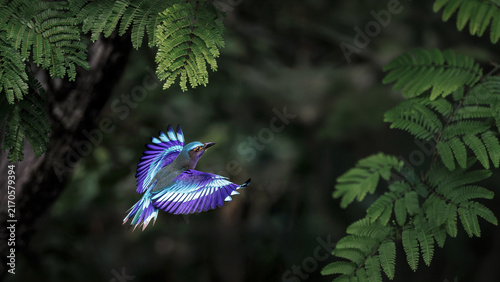 Quadro su tela Indochinese Roller, Coracias affinis, flying over pond in forest park, brightly
