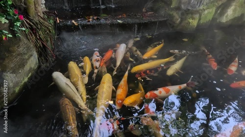 Colorful fish splash in a pond at a Buddhist temple with water flowing down stone steps and steam creating a mystical atmosphere.