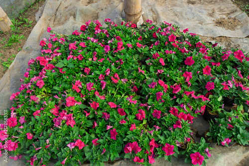 Photography Vibrant blooming red petunia flowers growing in polybags at plant nursery garden