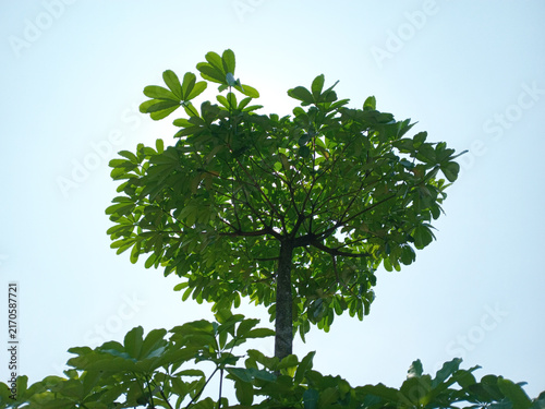 Lush green tree canopy against bright sky creating a natural silhouette, symbolizing growth and environment