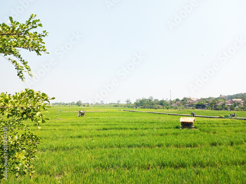 Lush green rice paddies stretching across rural landscape with small farming hut and distant village under clear sky