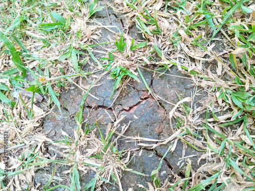 Dry soil with cracked earth among green and dying grass showing drought and environmental impact