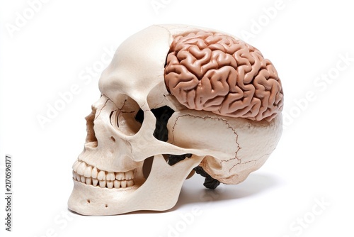 Obraz w ramie Anatomical human skull model with exposed brain isolated on white background