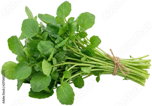 Fresh watercress bunch with twine isolated on black.