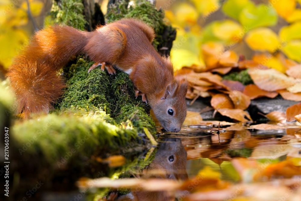 Naklejka premium A european red squirrel drinks water from a forest pond. A cute european red squirrel in autumn forest. Sciurus vulgaris