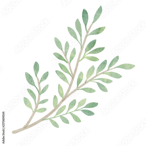 Hand Painted Green Leaf Branch Botanical Illustration
