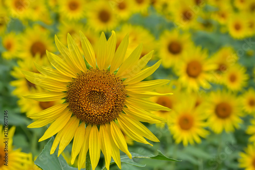 ヒマワリの花（Sunflowers）