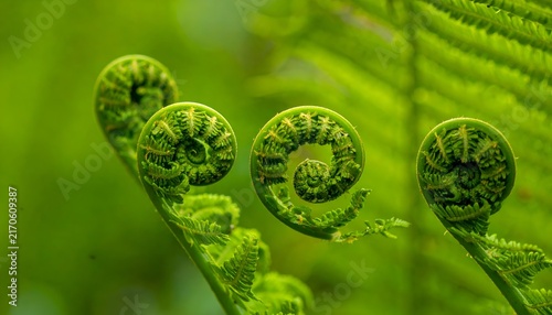 Close-up of unfurling fern fronds, fiddleheads in spiral growth pattern, green nature detail
