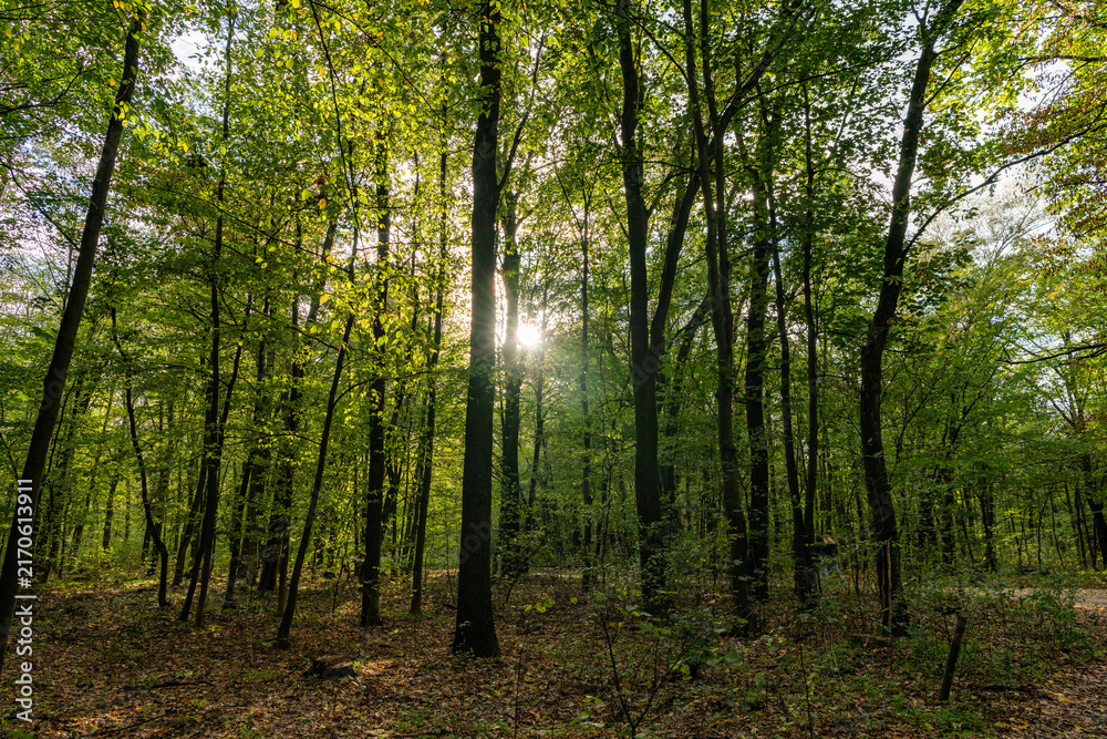 Fototapeta premium Path with fallen leaves in forest outdoor. Autumn nature landscape. Fallen leaves in park. Nature fall season. Fall season park. Autumn landscape with path in nature. Hiking in fall forest