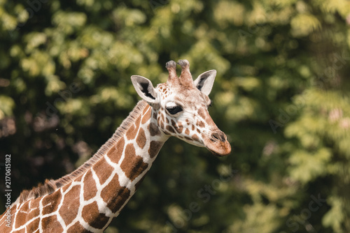 Canvas Print Giraffe's Gentle Gaze