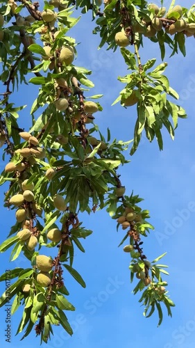 Ripening almonds in husks hanging on branches in Pfalz almond orchard
