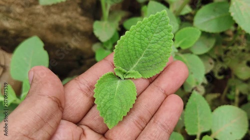 Hand touching fresh organic green thick leaves of medicinal herb Cuban oregano also known as ajwain plant, Indian borage, Indian mint, Spanish thyme and Mexican mint in wild. Close up macro top view.