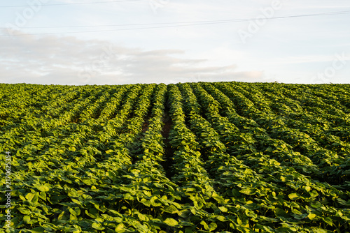 Bild auf Leinwand Green field of young agriculture crops growing in rows, showing sustainable farm