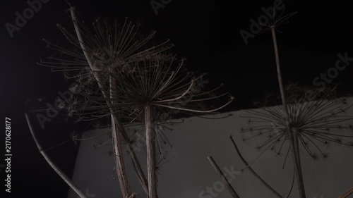 Dried umbel seedheads with subtle reorientation of crowns under low-key studio light, with dried, umbel, seedhead, stem detail, howing botanical, plant, spoke, crown context